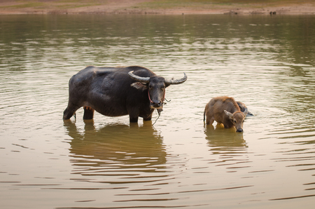 Portrait of rare white Asia water buffalo, albino carabaoの写真素材