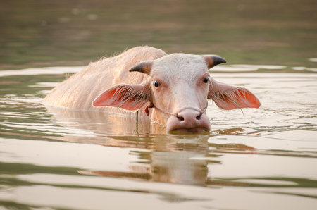 Portrait of rare white Asia water buffalo, albino carabaoの写真素材