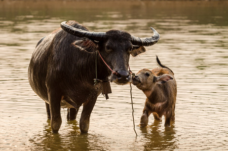 Portrait of Asia water buffalo, or carabaoの写真素材