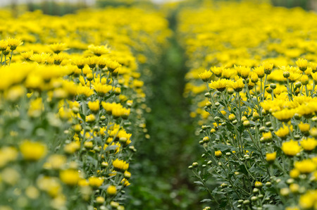 Autumn flower, yellow Chrysanthemum flower in the gardenの写真素材