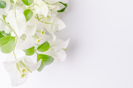 Paper flower on white background.の写真素材