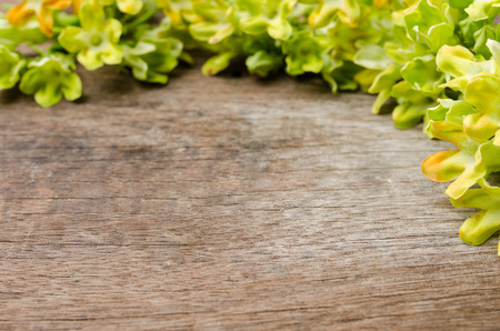 Cowslip creeper on wooden background with space.