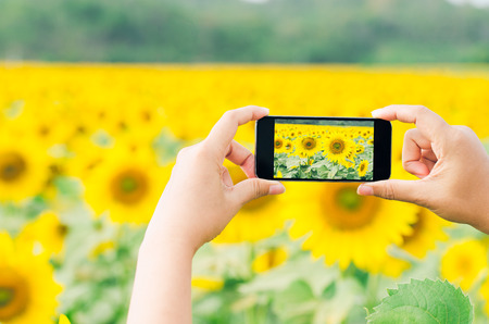Hands taking photo sunflowers in the field with smartphoneの写真素材