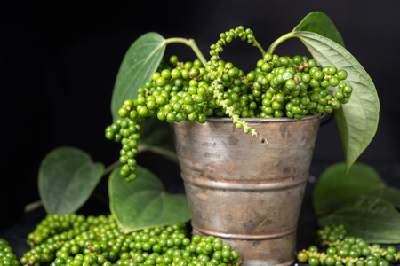 Fresh raw green peper in a plant pot with black backgroundの写真素材