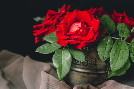 Red rose in a pot with black background.の写真素材