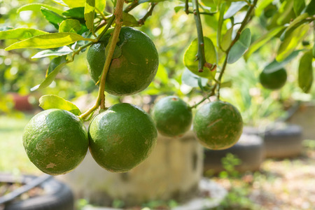 Close up organics green limes with leaves ready to be harvested on treeの写真素材