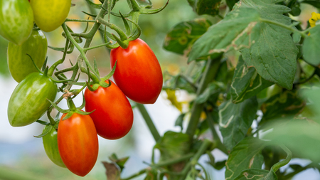 Fresh ripe red tomatoes in natural garden background.の写真素材