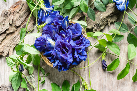 Close up of butterfly pea flower with leaves on wooden background.の写真素材