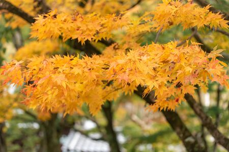 Colorful maple leaves autumn season on nature backgroundの写真素材