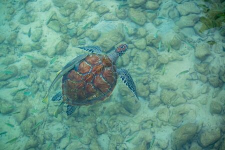 Hawksbill sea turtle with fish in shallow sea