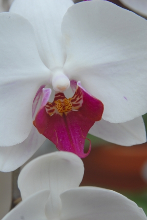 orchid