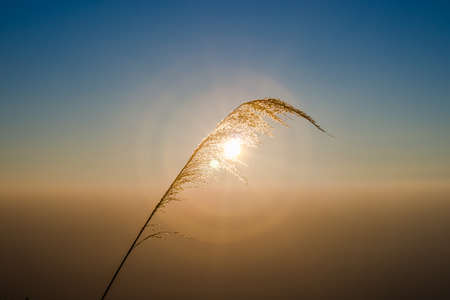 Early morning light the grass