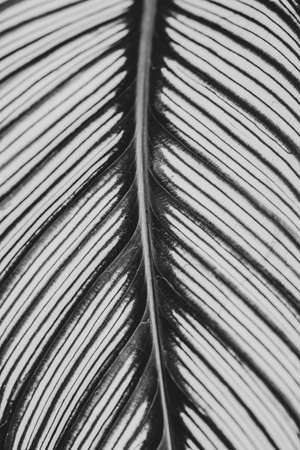 Close up background white leaf texture white leaf textureの写真素材