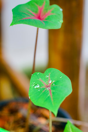 The saplings of the bon tree Tropical jungle are growing in the garden.