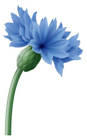 Vector illustration of big blue cornflower on a green stem.のイラスト素材