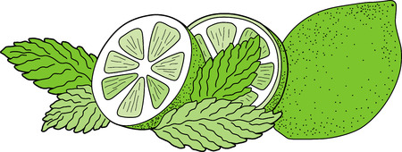 Illustration of green lime with mint leaves.のイラスト素材