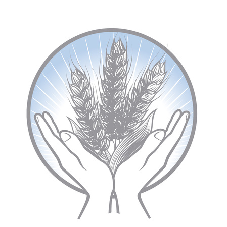 Taking care about the wheat harvest. Circle two hands gently holding wheat ears.のイラスト素材