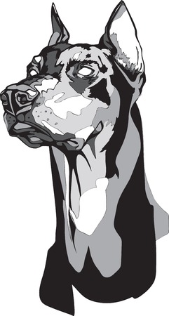 Vector black and white illustration of a Dobermann Pinscher head in tattoo style.のイラスト素材