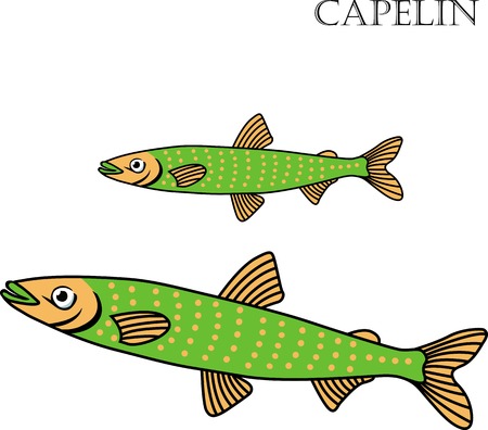Capelin fish color cartoon vector illustration. Isolated Capelin fishes on white background.のイラスト素材