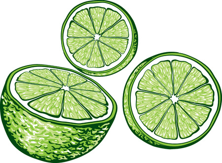 Isolated illustration of lime. Vector, hand-drawn images.のイラスト素材