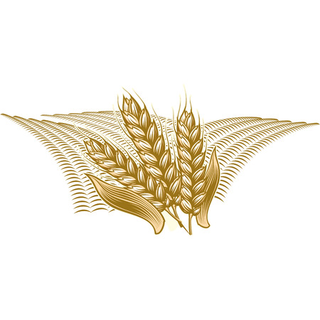 Farmers market badge with ripe wheat, cereals. Monochrome vintage engraving fresh organic bread, ear, spica sign icon isolated on white background.のイラスト素材