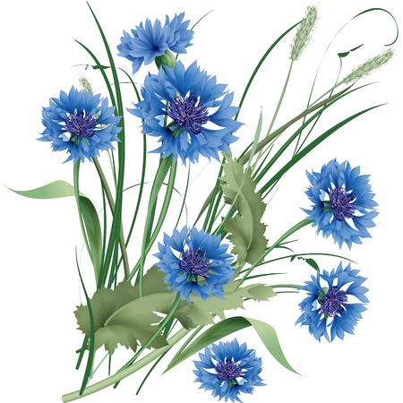 Bouquet bunch of blue cornflowers wildflowers with green leaves. Vector illustration.のイラスト素材