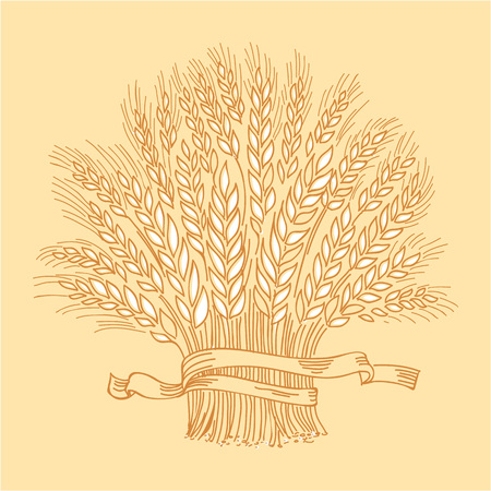Hand drawn golden ripe wheat sheaf. Vector decorative element, brand icon or logo template.のイラスト素材