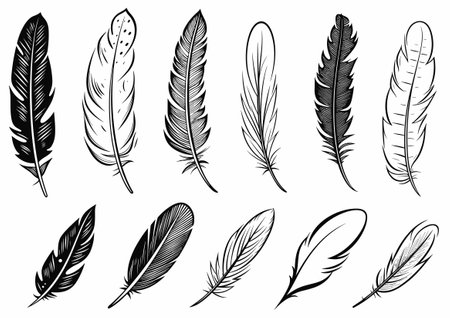 Black and White Feather Set, hand drawn style, vector illustration.のイラスト素材
