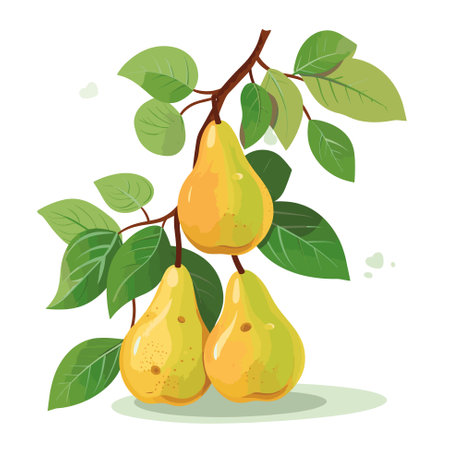 Branch of pear tree. Flat vector contour illustration.のイラスト素材
