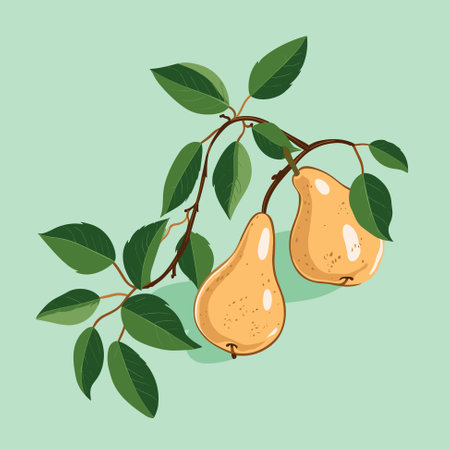 Branch of pear tree. Flat vector contour illustration.のイラスト素材