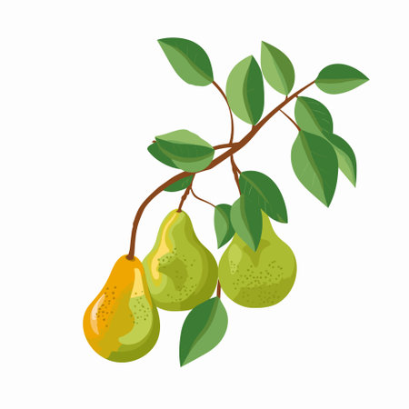 Branch of pear tree. Flat vector contour illustration.のイラスト素材