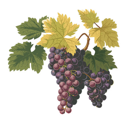 Illustration with grapes and leaves on a white backgroundのイラスト素材