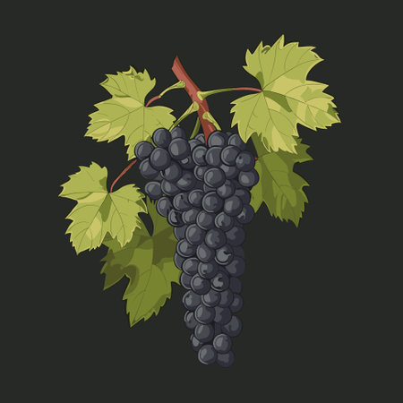 Illustration with grapes and leaves on a white backgroundのイラスト素材