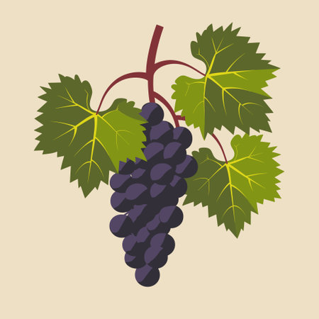 Illustration with grapes and leaves on a white backgroundのイラスト素材