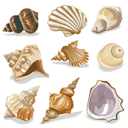 Set vector illustration of colorful different shells from the bottom of the oceanのイラスト素材