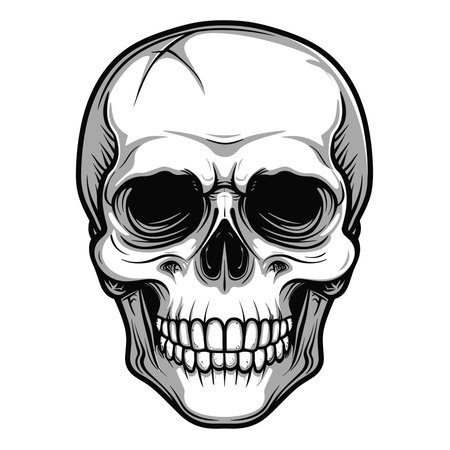 Human skull front view. Vector illustration cartoon styleのイラスト素材