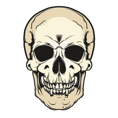 Human skull front view. Vector illustration cartoon styleのイラスト素材