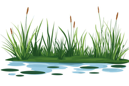 Swamp pond landscape with reed and cattail. Overgrown pond shore. Vectorのイラスト素材