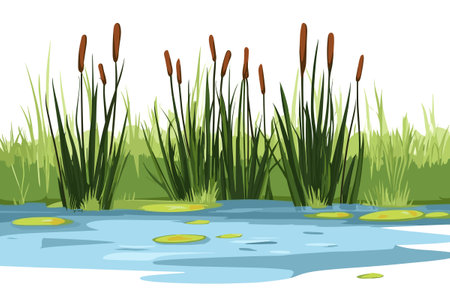 Swamp pond landscape with reed and cattail. Overgrown pond shore. Vectorのイラスト素材
