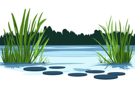 Swamp pond landscape with reed and cattail. Overgrown pond shore. Vectorのイラスト素材