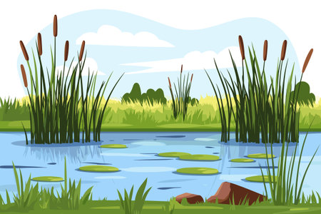 Swamp pond landscape with reed and cattail. Overgrown pond shore. Vectorのイラスト素材