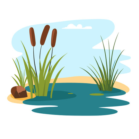 Swamp pond landscape with reed and cattail. Overgrown pond shore. Vectorのイラスト素材