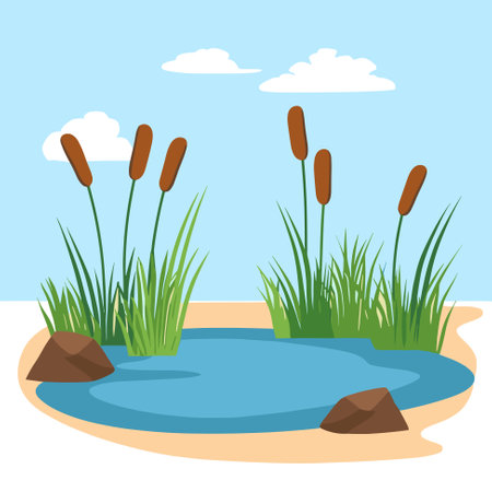 Swamp pond landscape with reed and cattail. Overgrown pond shore. Vectorのイラスト素材