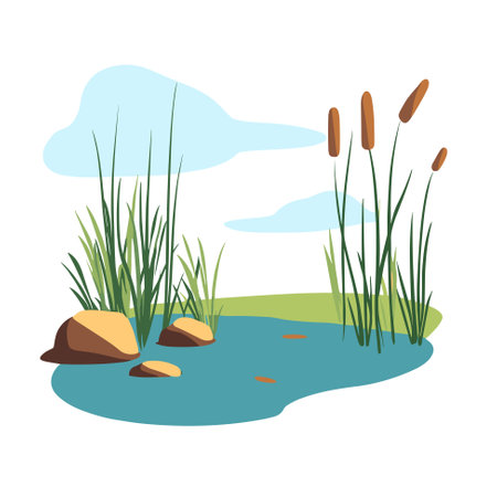 Swamp pond landscape with reed and cattail. Overgrown pond shore. Vectorのイラスト素材