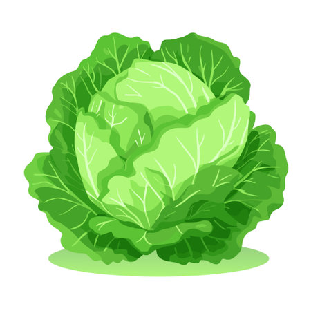 Fresh green cabbage for salad. Fresh and healthy food. Vegetarian nutrition. Organic ingredient for salad. Vector iconのイラスト素材