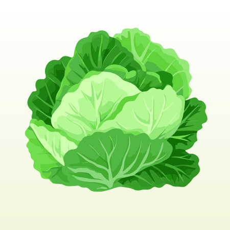Fresh green cabbage for salad. Fresh and healthy food. Vegetarian nutrition. Organic ingredient for salad. Vector iconのイラスト素材