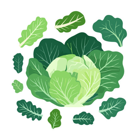 Fresh green cabbage for salad. Fresh and healthy food. Vegetarian nutrition. Organic ingredient for salad. Vector iconのイラスト素材