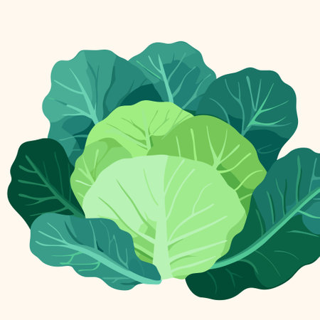Fresh green cabbage for salad. Fresh and healthy food. Vegetarian nutrition. Organic ingredient for salad. Vector iconのイラスト素材