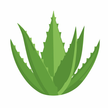 Aloe vera succulent herbaceous plant icon. It is used in medicine and the perfume and cosmetic industry. Vector illustration isolated on a white background.のイラスト素材