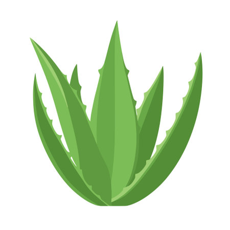 Aloe vera succulent herbaceous plant icon. It is used in medicine and the perfume and cosmetic industry. Vector illustration isolated on a white background.のイラスト素材